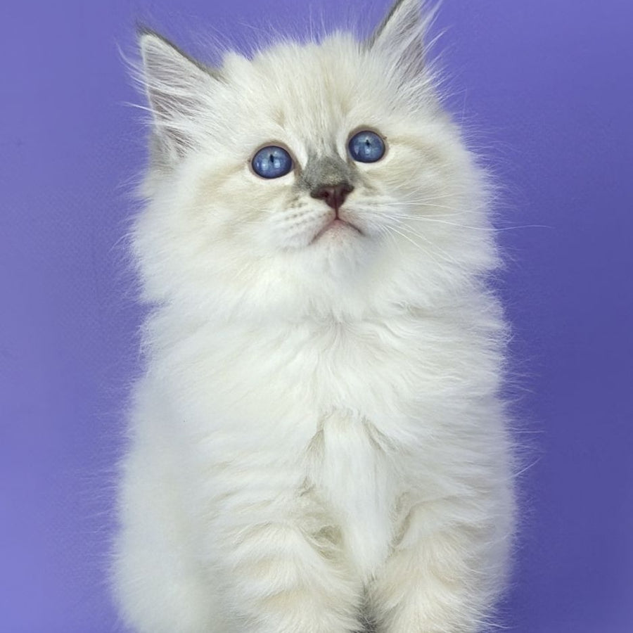 Zephire Siberian male, blue tabby pointed with white