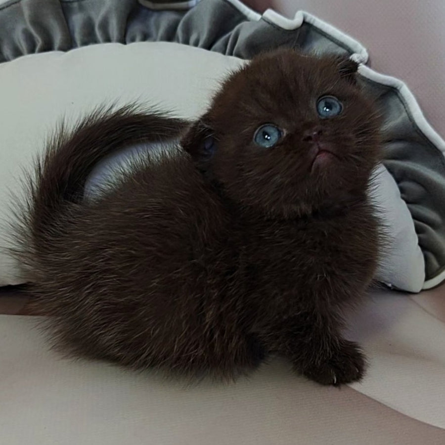 Atlas Munchkin male, black