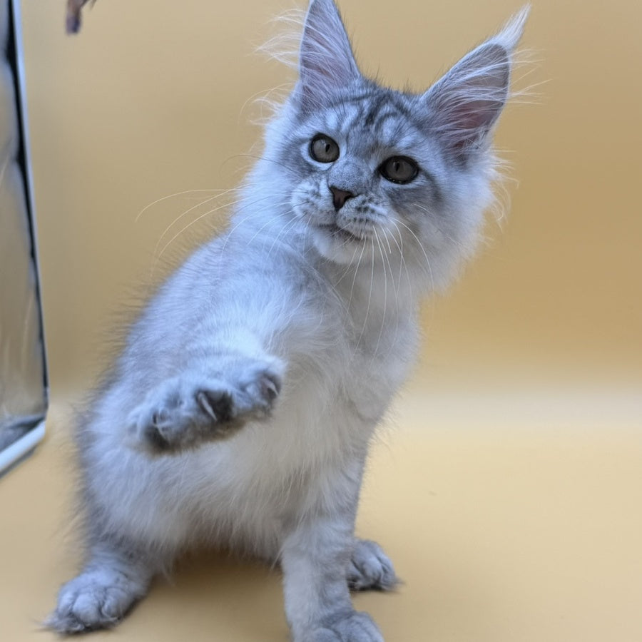 Alma's Maine Coon male, black silver spotted tabby