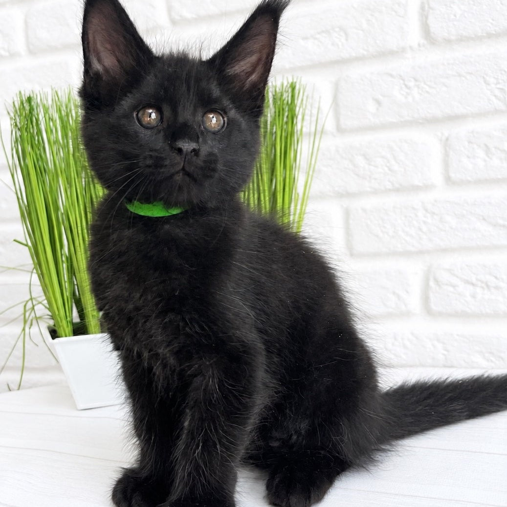 Jazz Maine Coon male, black