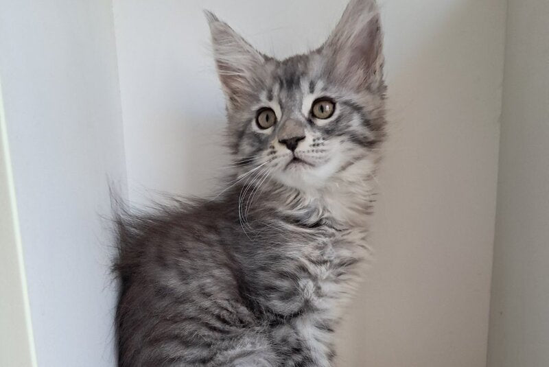 X-Assol Maine Coon female, black silver spotted tabby