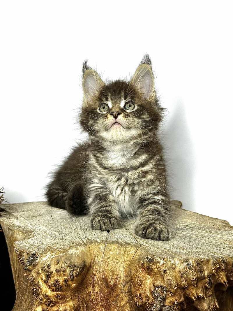 Jetta Maine Coon female black tabby - live animals