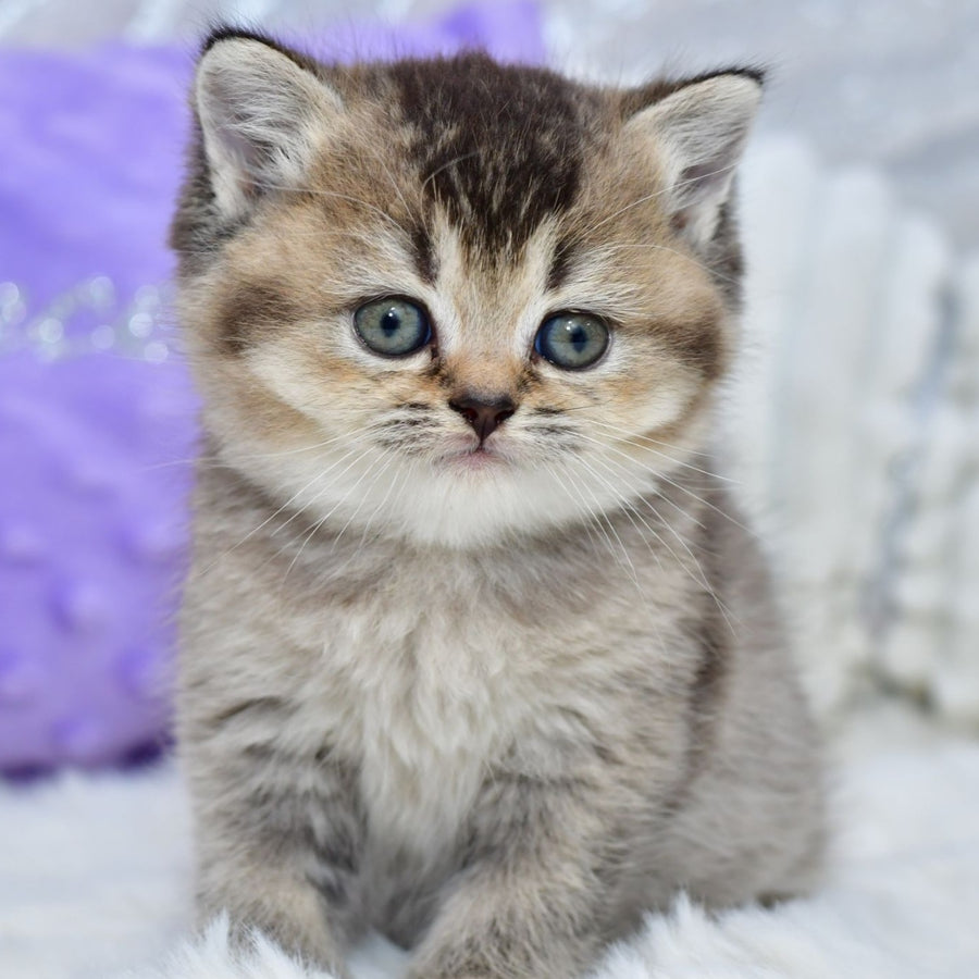 Knopka British Shorthair female, black ticked tabby
