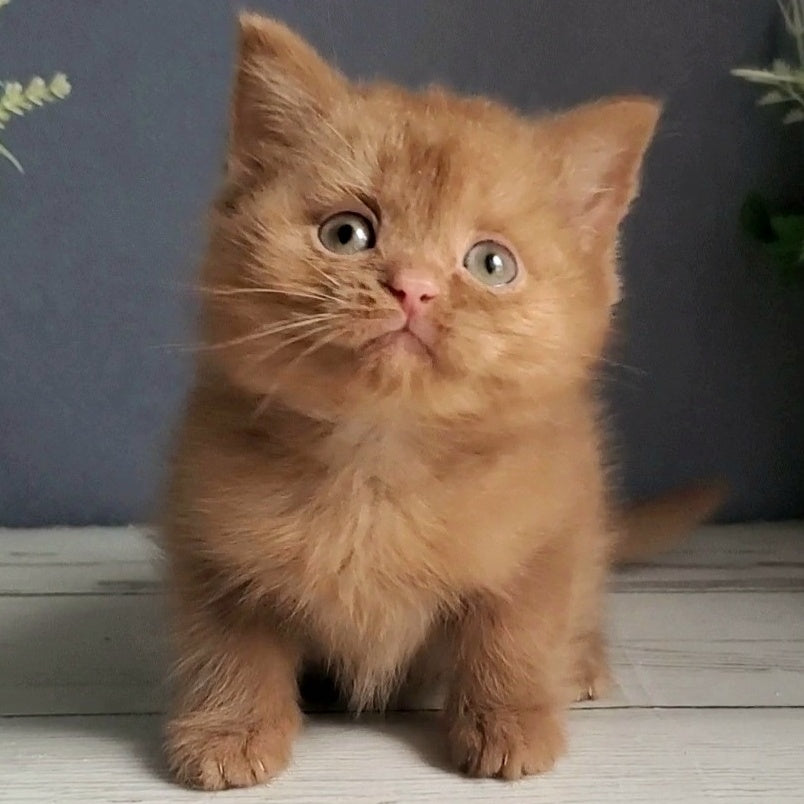 Fiona British Shorthair female, cinnamon