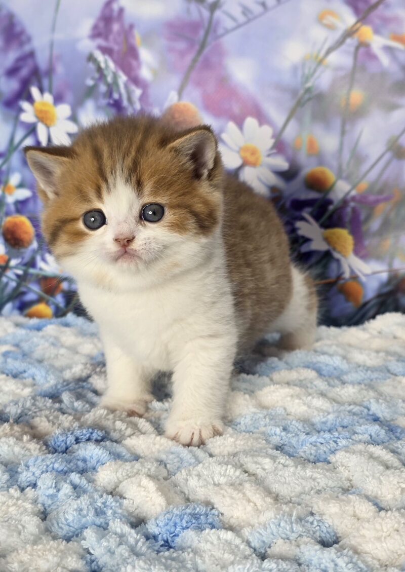 Kenny Scottish Straight male cinnamon spotted tabby bicolour - live animals