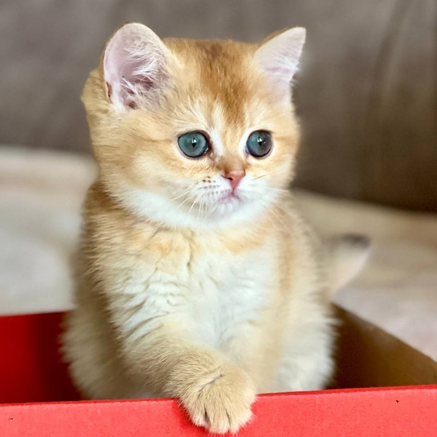 Iris British Shorthair female, chocolate golden chinchilla
