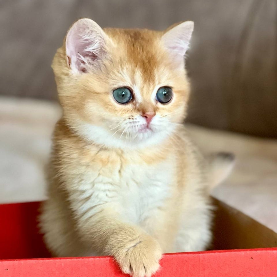Iris British Shorthair female, chocolate golden chinchilla