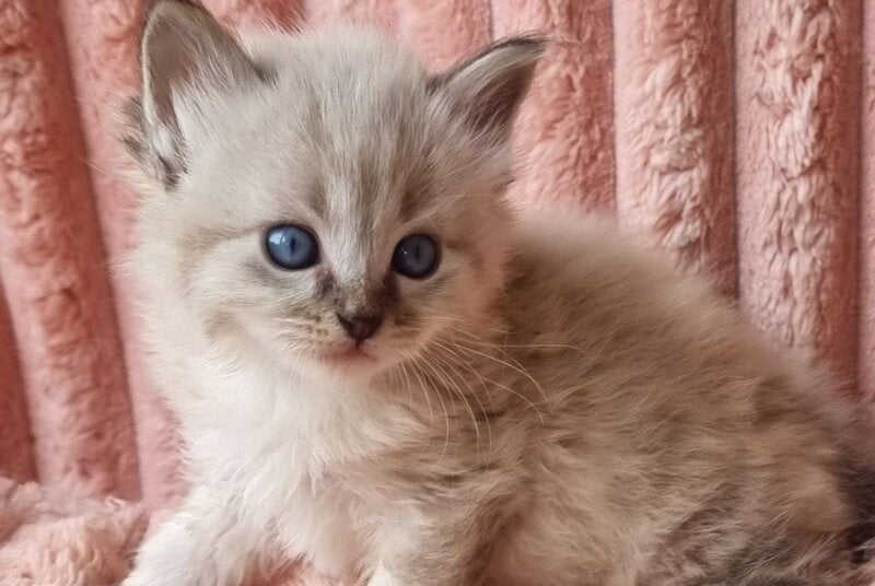 Zigfryd Siberian male seal tabby pointed - live animals
