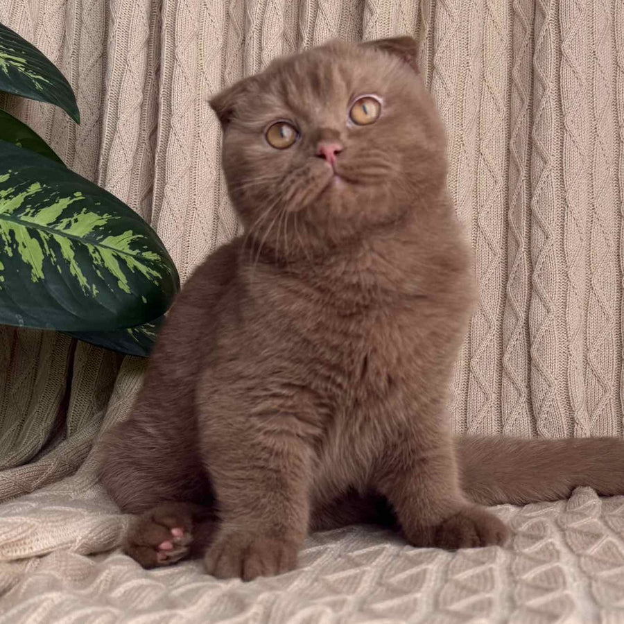 Oscar Scottish Fold male, cinnamon