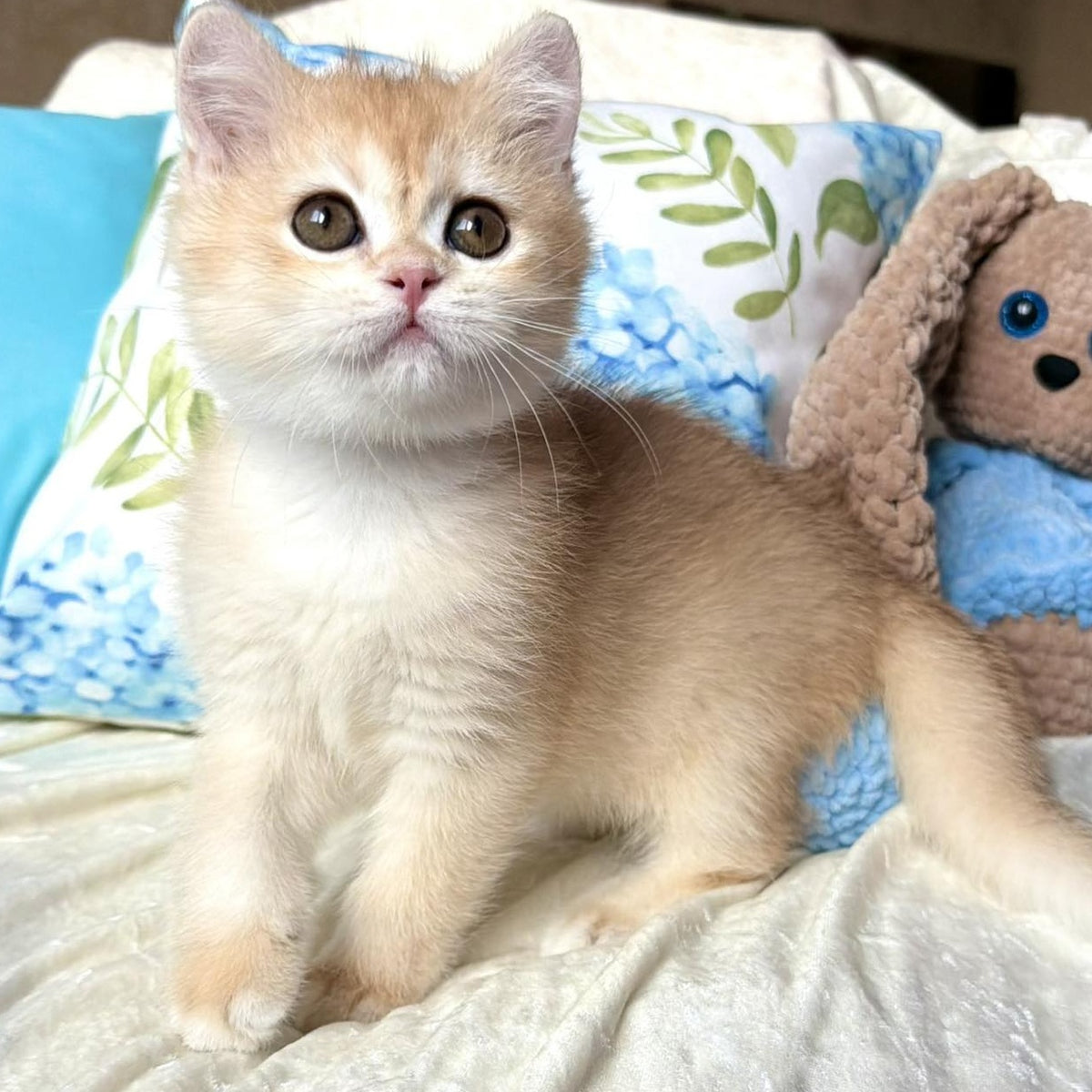 Silvia British Shorthair female, black golden chinchilla
