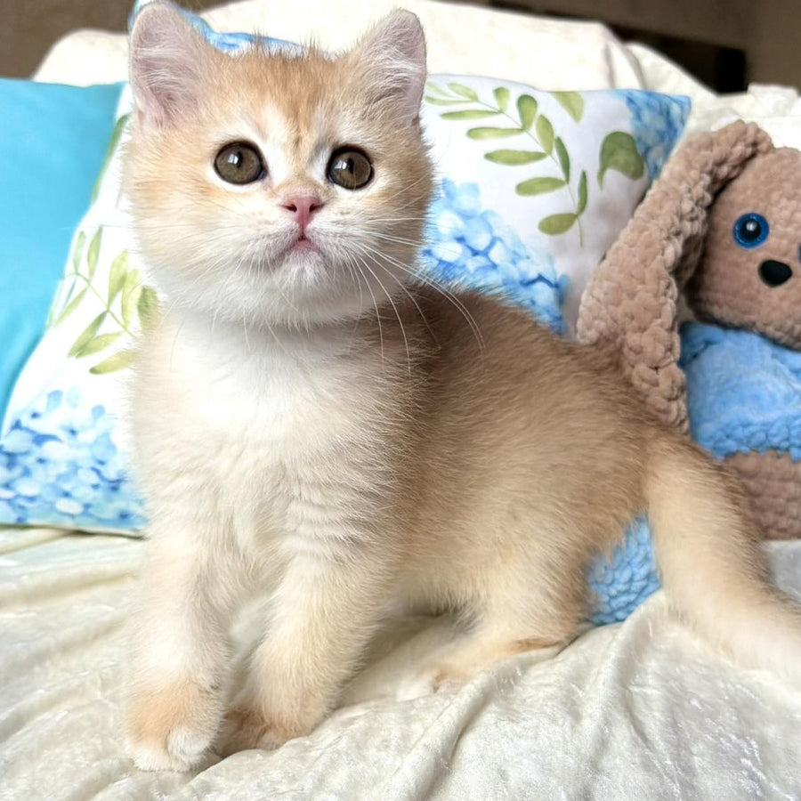 Silvia British Shorthair female, black golden chinchilla