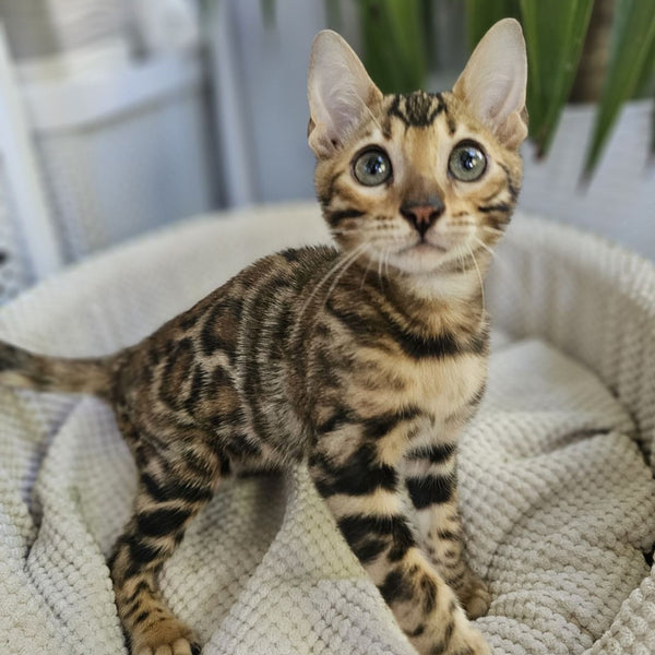 Indigo Bengal male, black spotted tabby