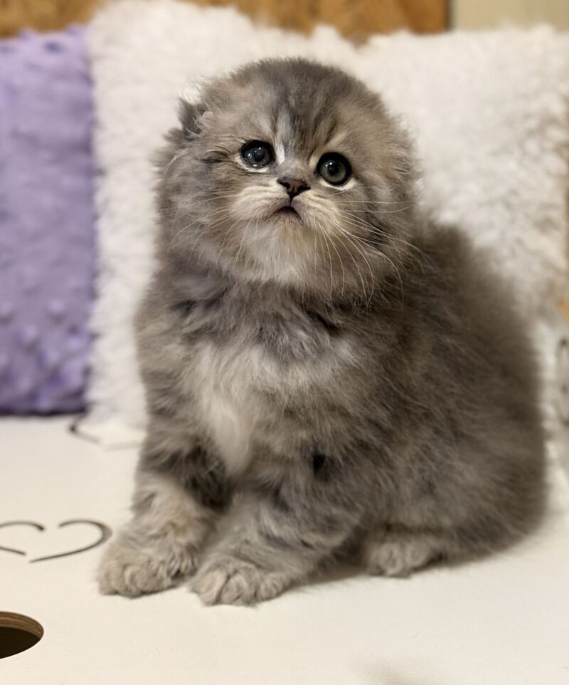 Forbes Scottish Fold male, blue tabby