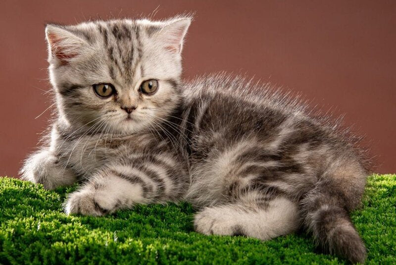 Nicole Scottish Straight female black silver tabby - live animals