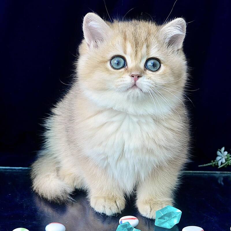 Rosalie British Shorthair female, chocolate golden shaded