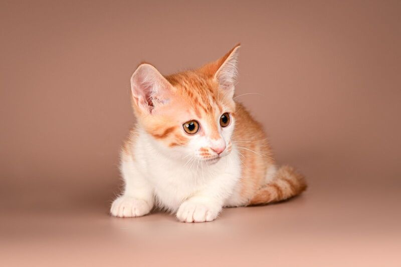 Amic Munchkin male, red tabby bicolour