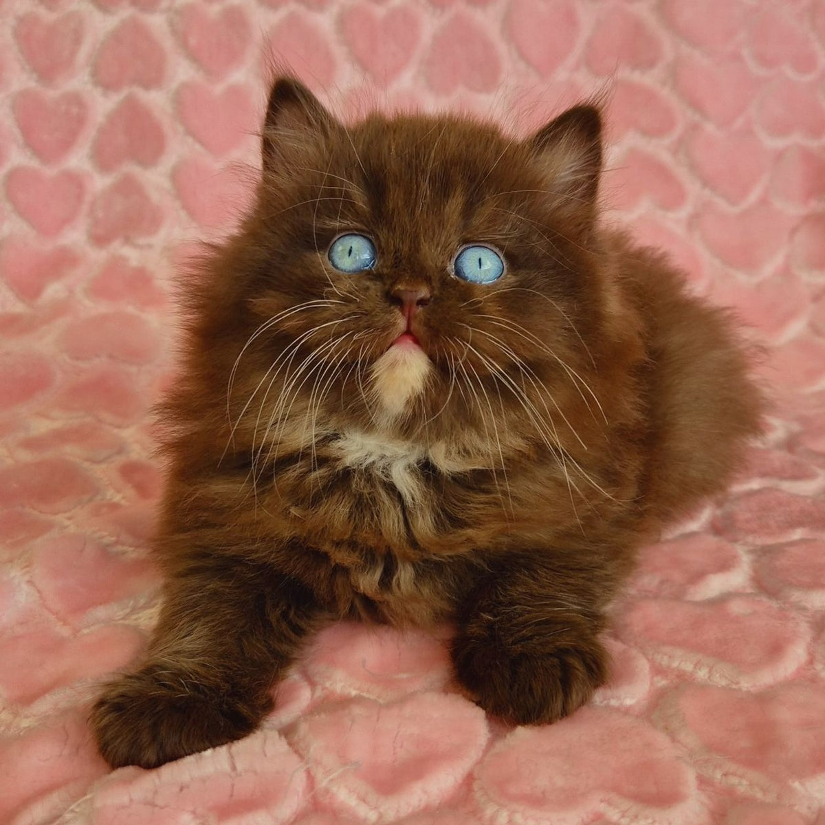 Izolda British Longhair female, chocolate with white