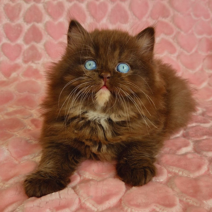 Izolda British Longhair female, chocolate with white