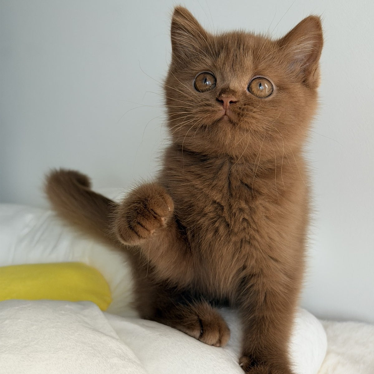 Samanta British Shorthair female, cinnamon
