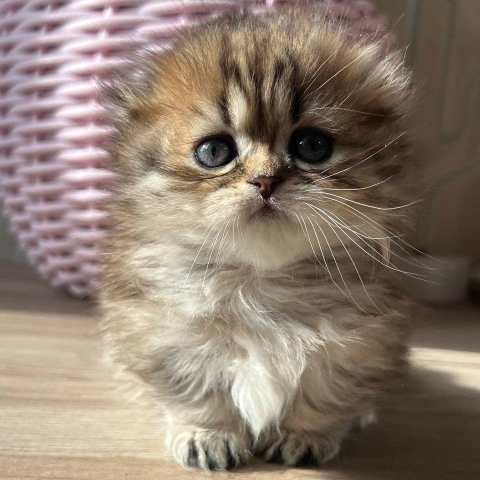 Kykla Munchkin female, black tabby