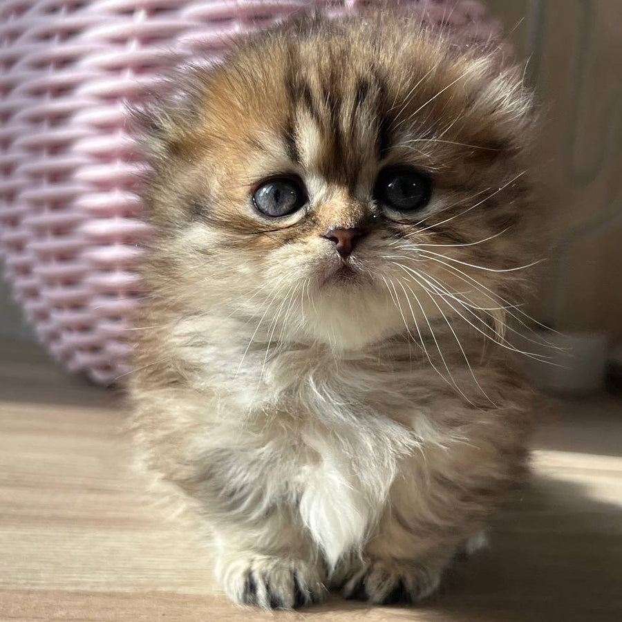 Kykla Munchkin female, black tabby