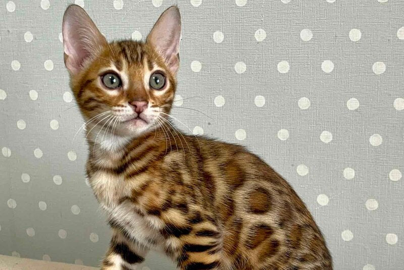 Tehyeon Bengal male black spotted tabby - live animals