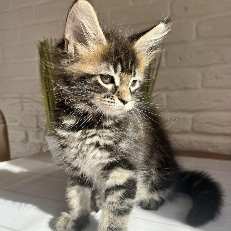 Jade Maine Coon female, black tabby