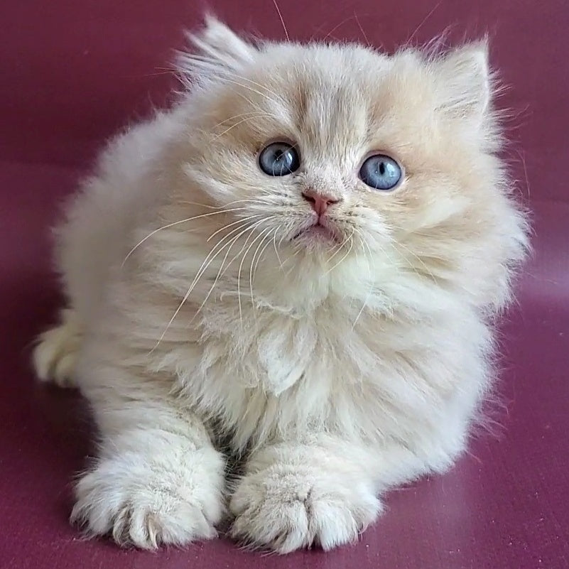 Archi British Longhair male, lilac golden shaded