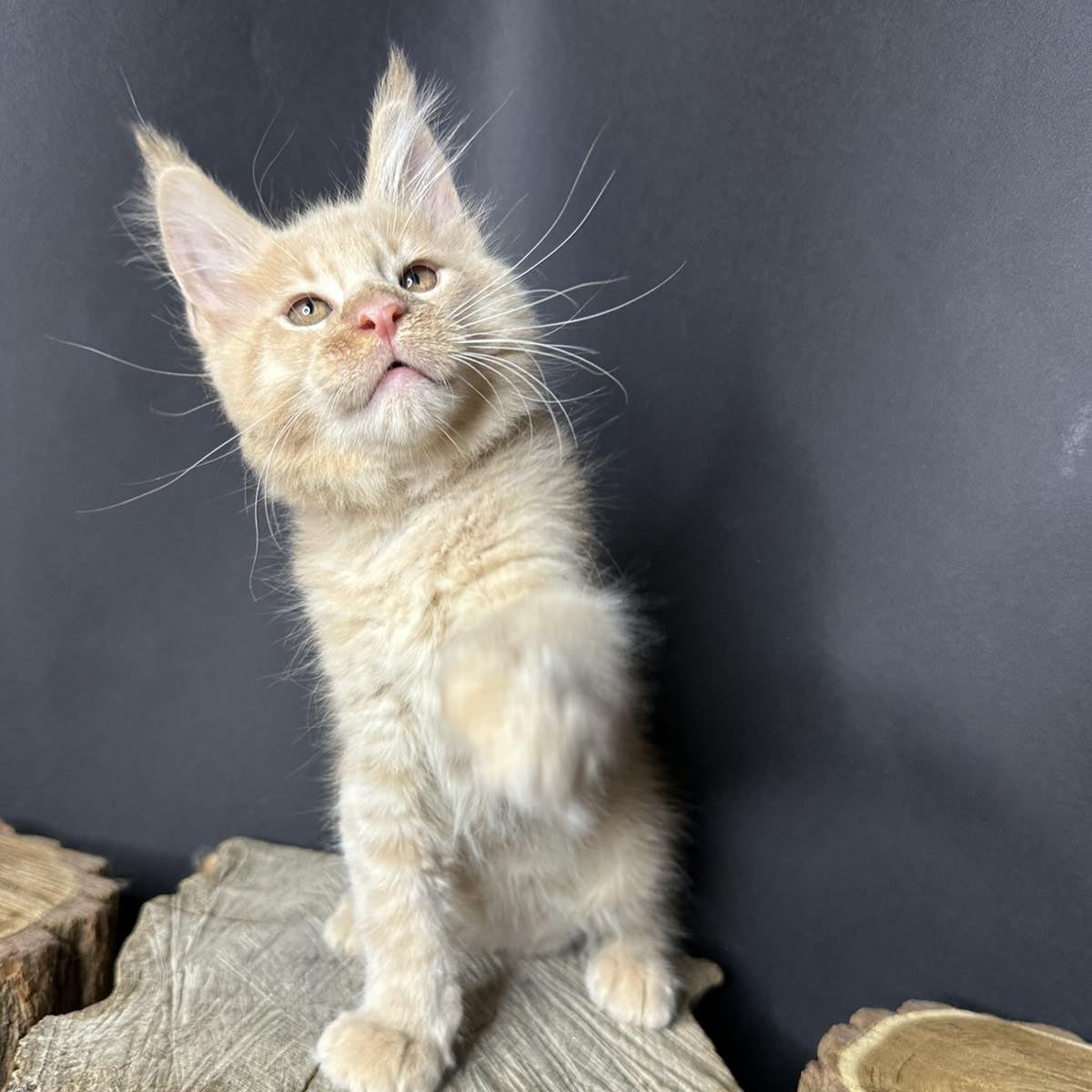 Pluto Maine Coon male, cream bicolour