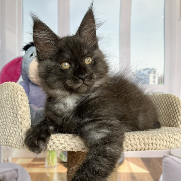 Rumi Maine Coon female, black silver