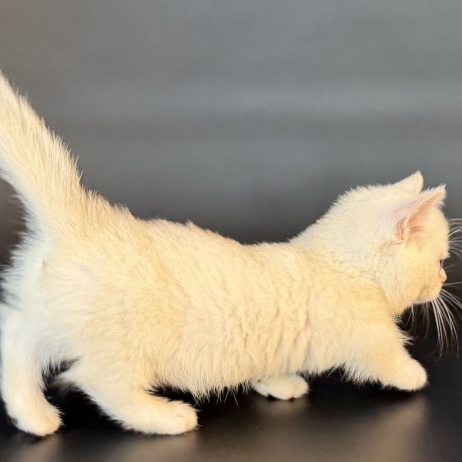 Rusty Munchkin male, black silver shaded
