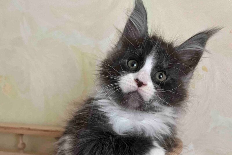 Jolene Maine Coon female, blue silver bicolour