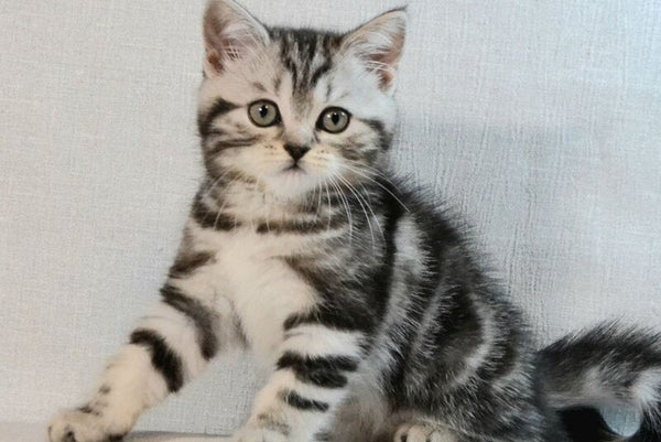 Silwa Scottish Straight female black silver tabby - live animals