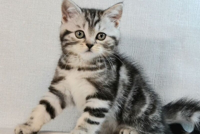 Silwa Scottish Straight female black silver tabby - live animals