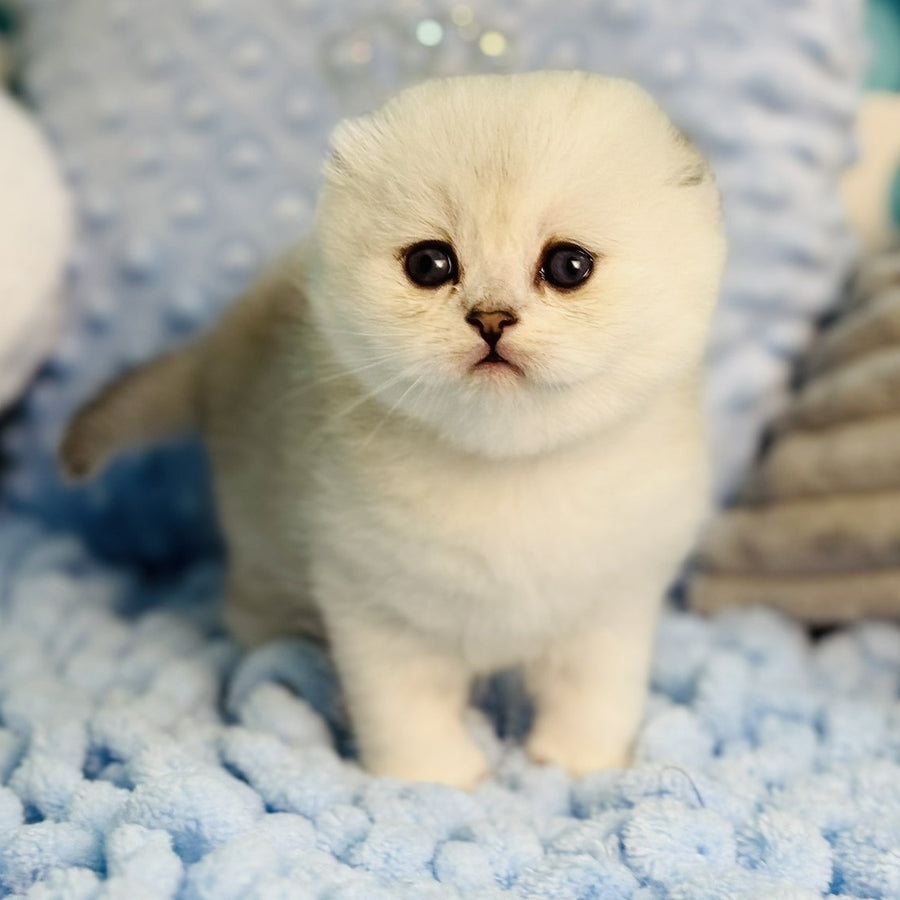 Fluffy Scottish Fold female, black silver shaded