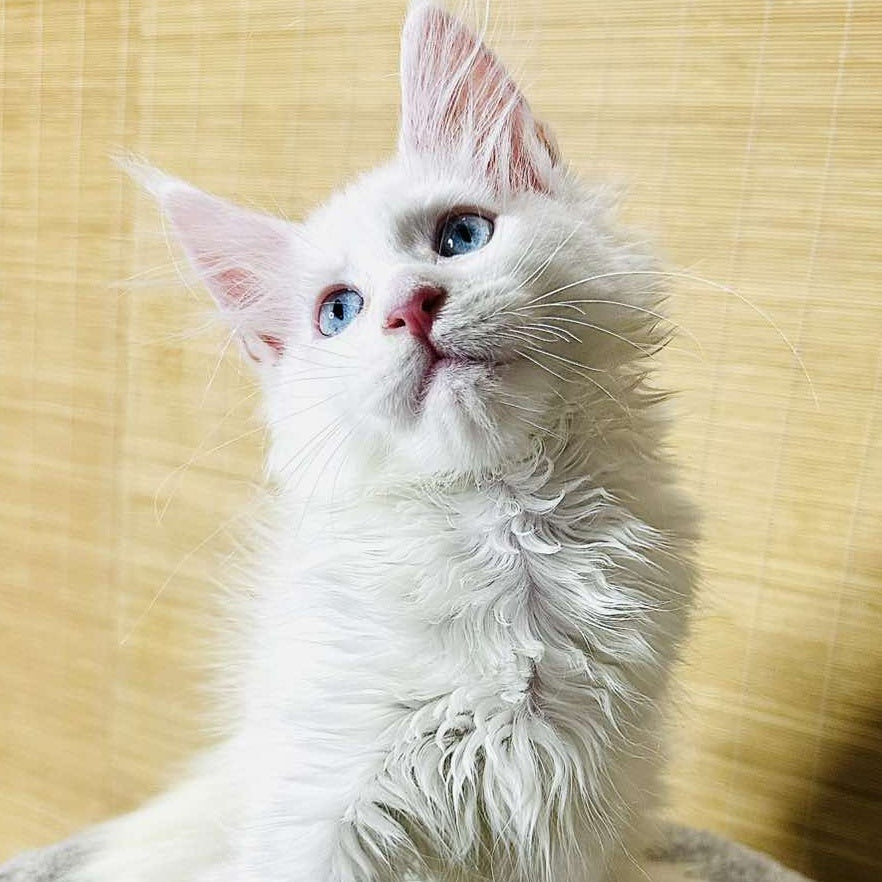 Melissa Maine Coon female, white