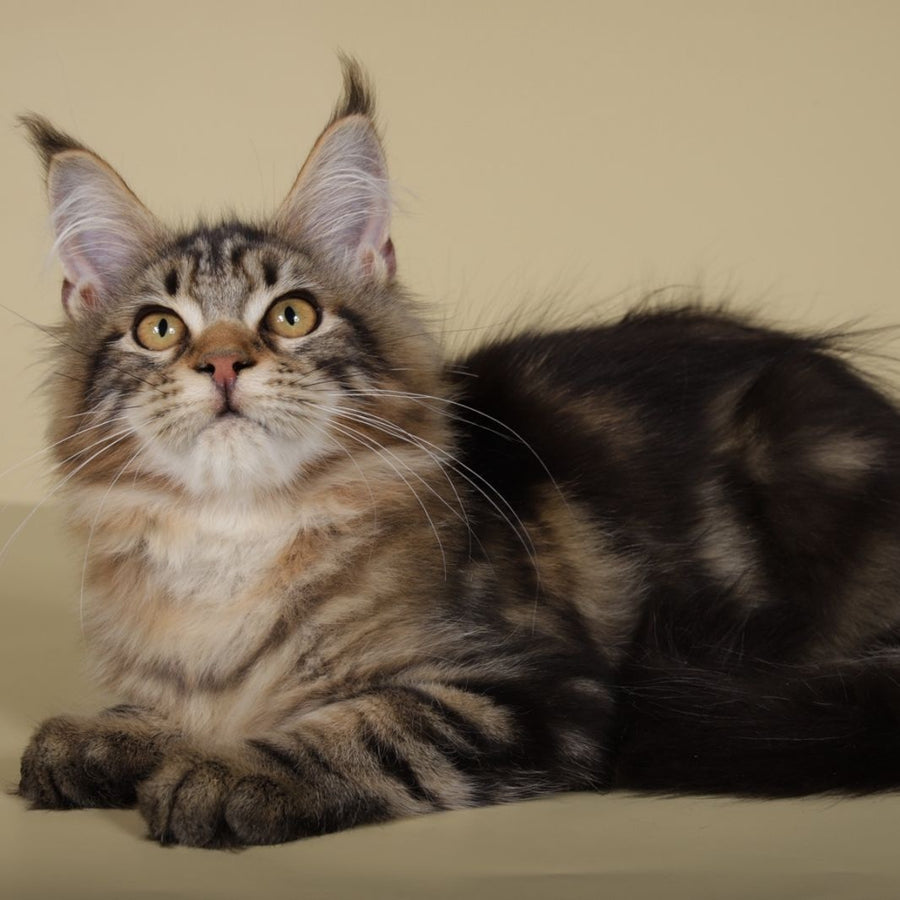Gella Maine Coon female, black tabby