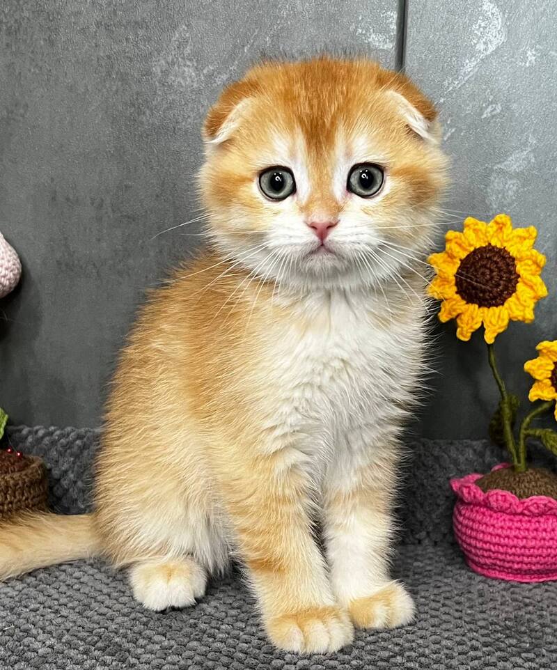 Lion Scottish Fold male black golden chinchilla - live animals