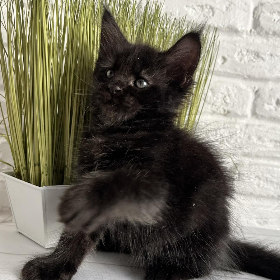 Jasper Maine Coon male, black