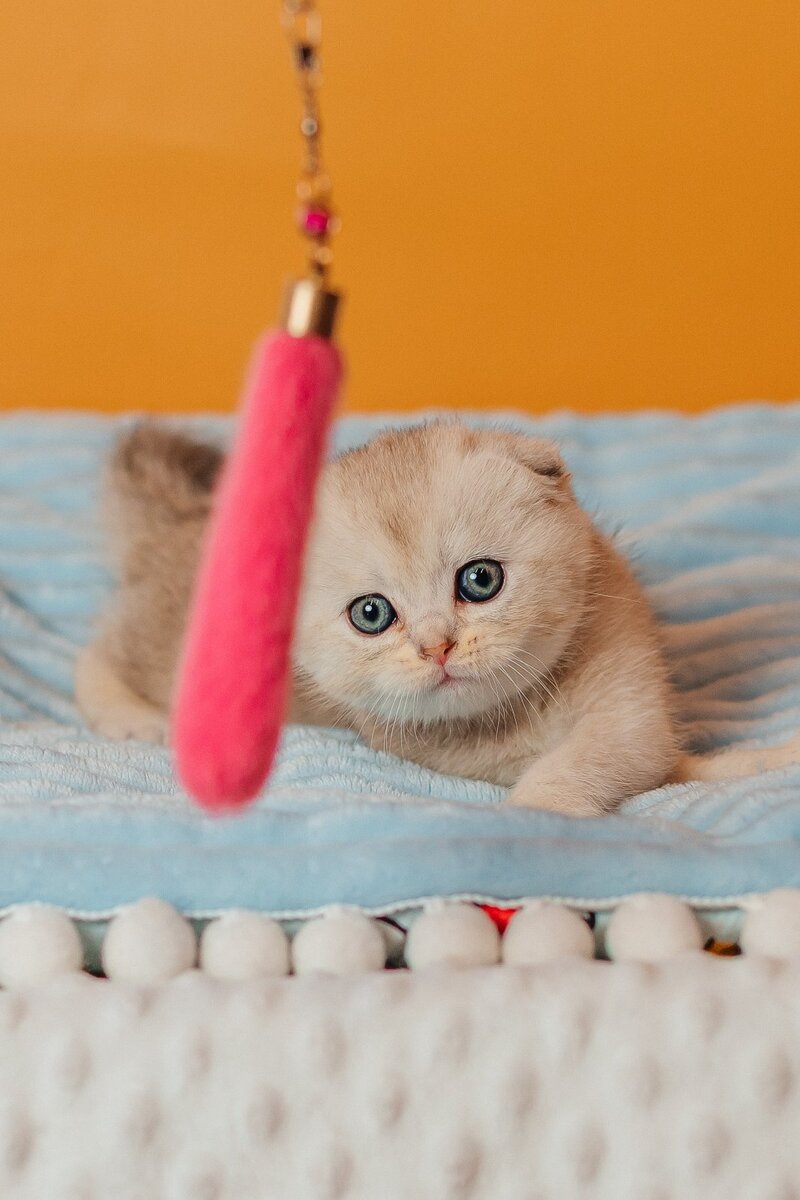 Vivian Scottish Fold female, black silver ticked tabby