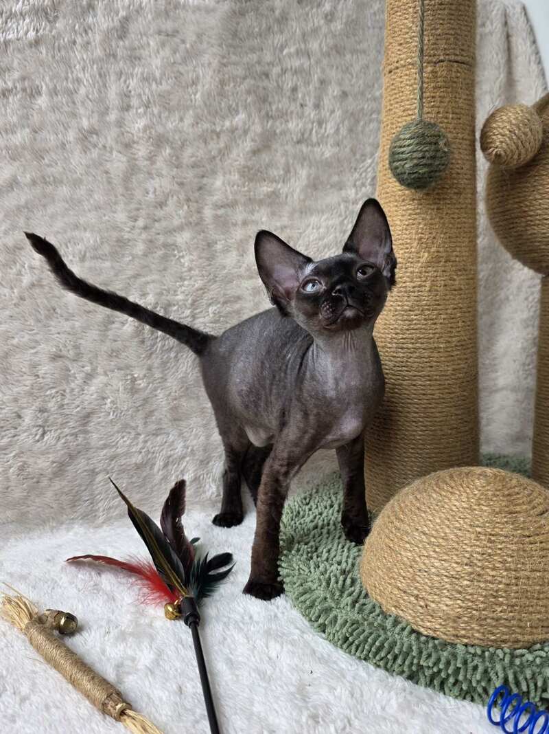 Carmensita Devon Rex female black - live animals