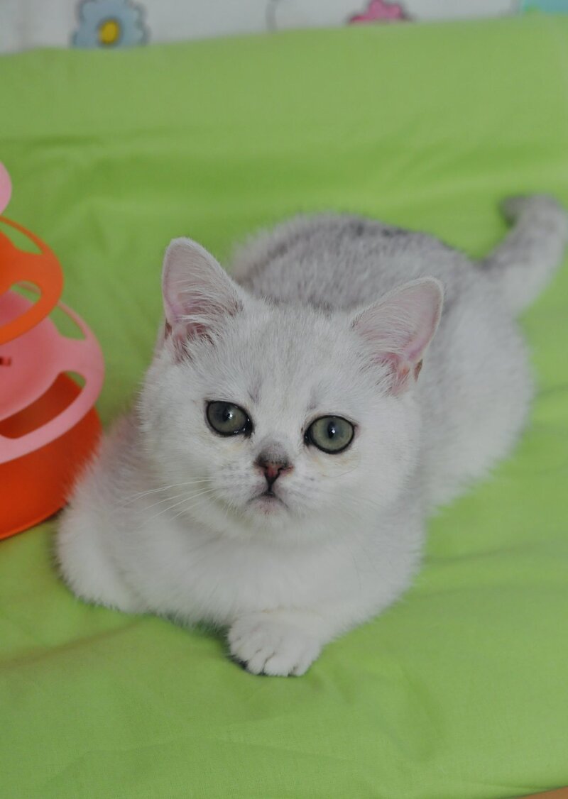 Kleo British Shorthair female black golden shaded - live animals