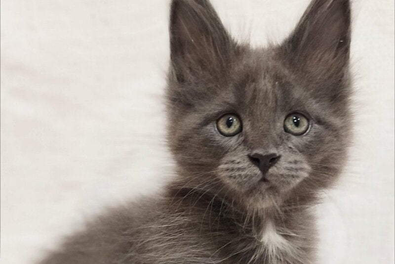 Dzhonik Maine Coon male, blue silver with white