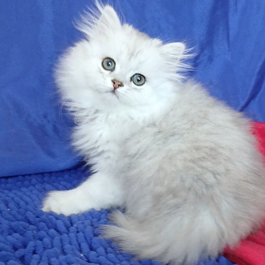 Byanka British Longhair female, black silver shaded