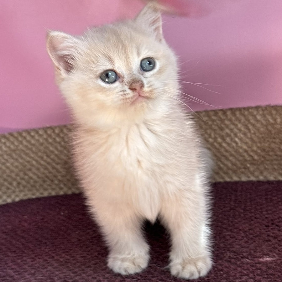 Simba British Shorthair male, lilac golden chinchilla