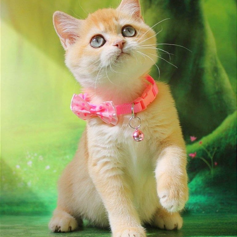 Kelly British Shorthair female, chocolate golden chinchilla