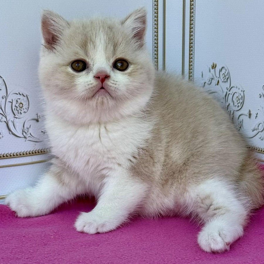 Vinny Scottish Straight male, cream bicolour
