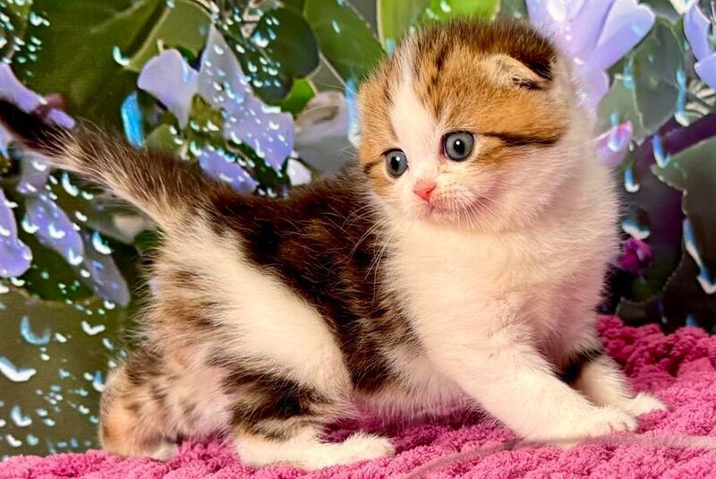 Fiona Scottish Fold female black tabby bicolour - live animals