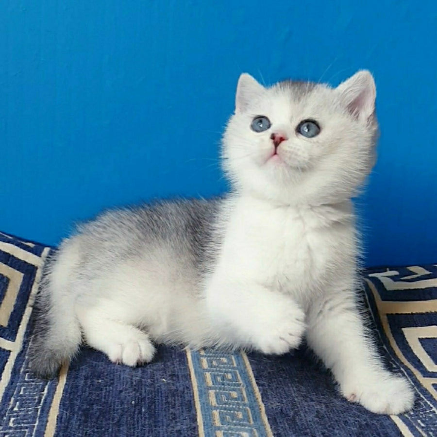 Pompon British Shorthair male, black silver ticked tabby bicolour