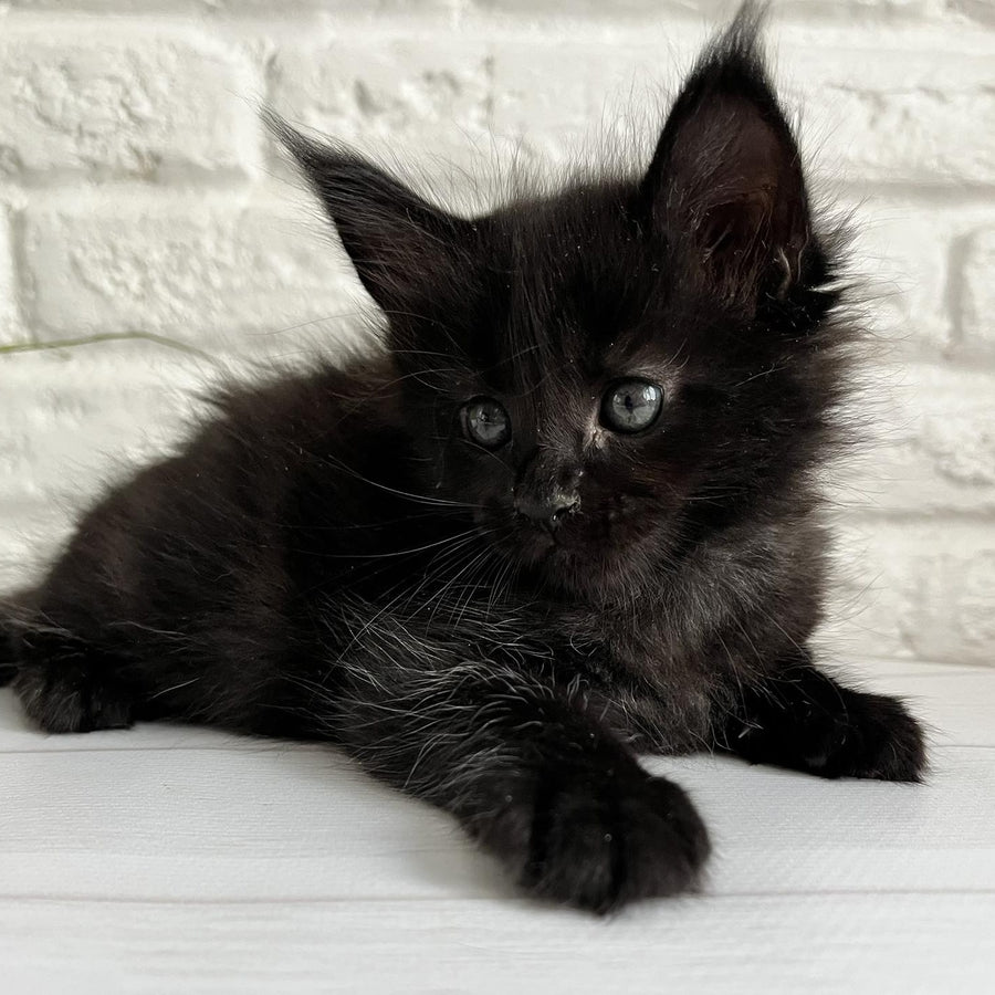 Julie Maine Coon female, black